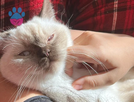 Siyam Dişi Kedime Eş Arıyorum