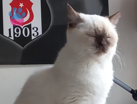 Siyam Dişi Kedime Eş Arıyorum