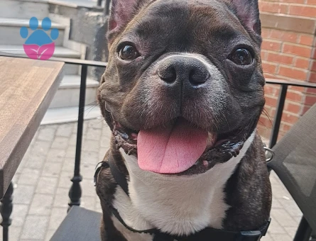 French Bulldog 6 Yaşında Oğluma Eş Arıyorum