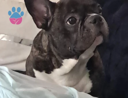 French Bulldog 6 Yaşında Oğluma Eş Arıyorum