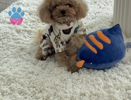 Toy podel 0numara korea dışı