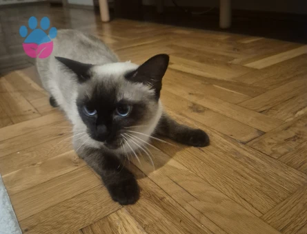 Siyam kırık kuyruk dişi kedime eş arıyorum