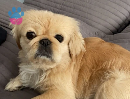 Erkek Pekinez Eş Arıyor