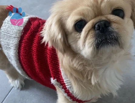 Erkek Pekinez Eş Arıyor