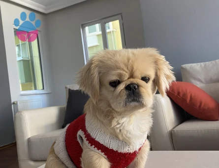 Erkek Pekinez Eş Arıyor