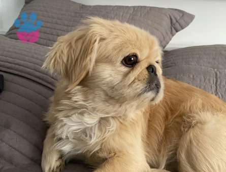 Erkek Pekinez Eş Arıyor