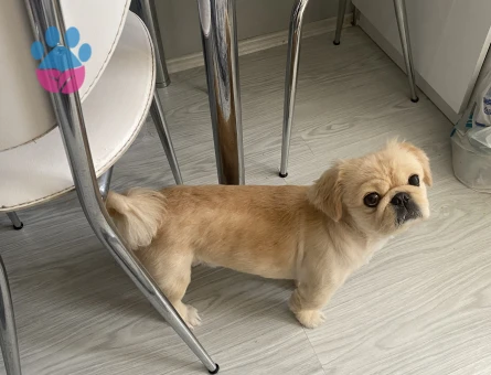 Erkek Pekinez Eş Arıyor