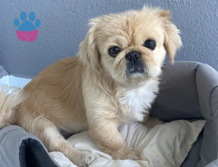 Erkek Pekinez Eş Arıyor