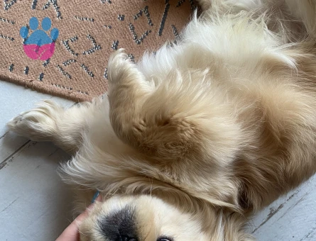 Erkek Pekinez Eş Arıyor