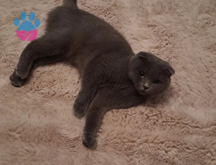 Scottish Fold Nazlı kızıma eş arıyoruz