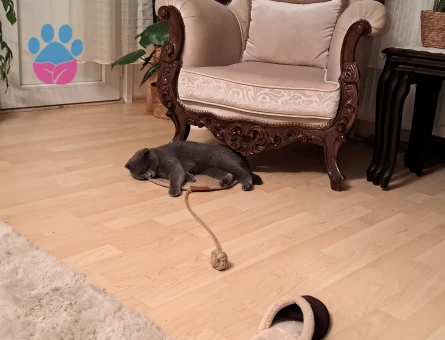 Scottish Fold Nazlı kızıma eş arıyoruz