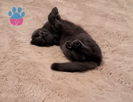 Scottish Fold Nazlı kızıma eş arıyoruz