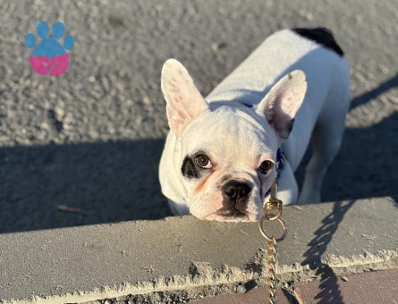 OĞLUMA DIŞI ARIYORUM