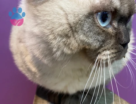 British Bluepoint Tecrübeli Kedime Eş Arıyorum