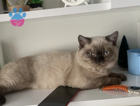 British Bluepoint Tecrübeli Kedime Eş Arıyorum