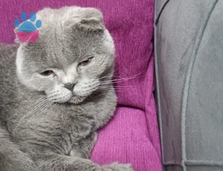 British Shorthair 3 Yaşında Acil Eş Arıyoruz