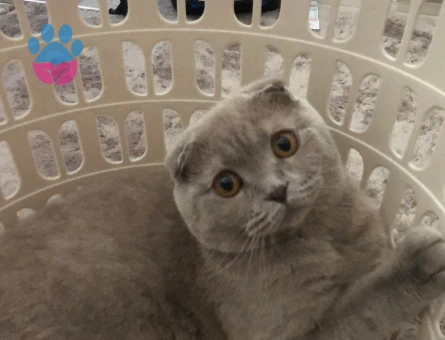 Scottish fold Erkek Kedime Eş Arıyorum