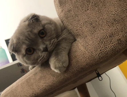 Scottish fold Erkek Kedime Eş Arıyorum - 118973142