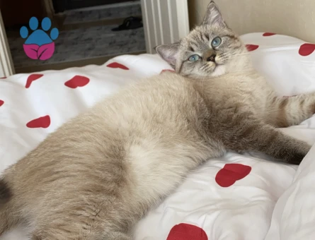 10 aylık dişi kızıma eş arıyorum