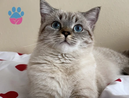 10 aylık dişi kızıma eş arıyorum