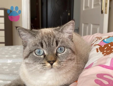 10 aylık dişi kızıma eş arıyorum