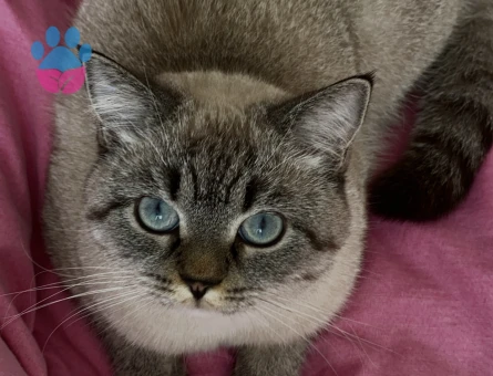 10 aylık dişi kızıma eş arıyorum