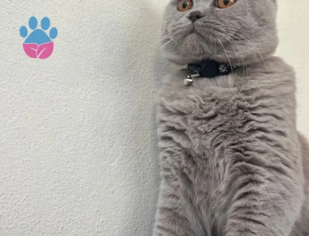 British Shorthair Oğlumuza Güzel Bir Eş Arıyoruz