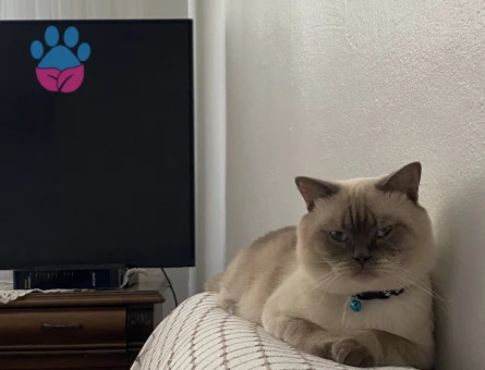 British Oğlumuza Kız Arıyoruz