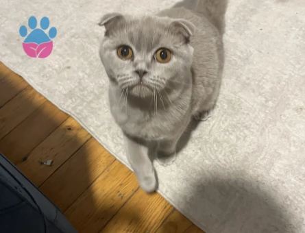 Sccotish fold kedimize eş arıyoruz