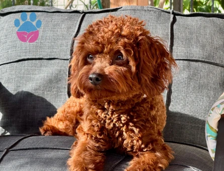 OĞLUMUZA EŞ ARIYORUZ