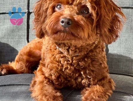 OĞLUMUZA EŞ ARIYORUZ