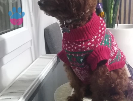 OĞLUMUZA EŞ ARIYORUZ