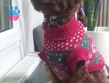 OĞLUMUZA EŞ ARIYORUZ