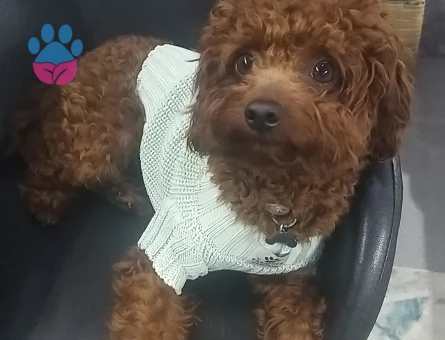 OĞLUMUZA EŞ ARIYORUZ