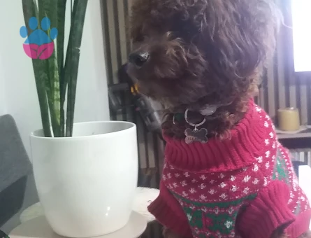 OĞLUMUZA EŞ ARIYORUZ