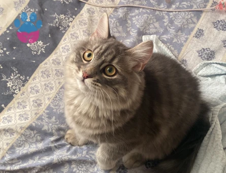 British Tekir kırması çok acil eş aranıyor