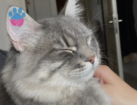 British Tekir kırması çok acil eş aranıyor