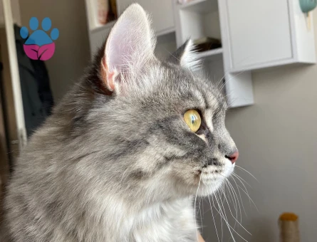 British Tekir kırması çok acil eş aranıyor