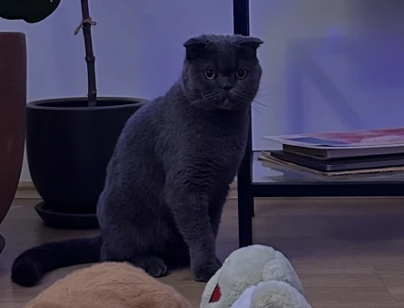 scottish fold kızımıza eş arıyoruz - 118980991