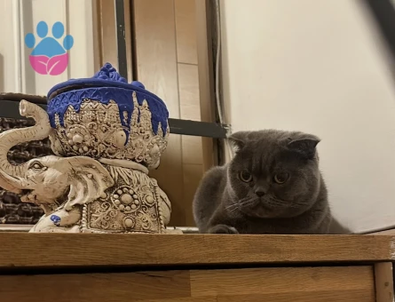 scottish fold kızımıza eş arıyoruz