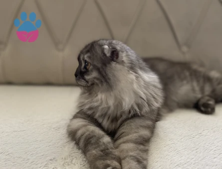 British Shorthair 1 Yaşında Eş arıyorum