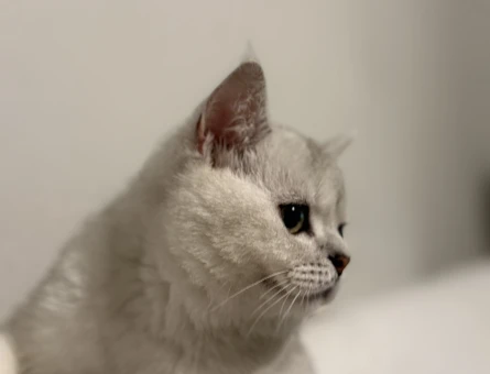 British short hair oğlumuza eş arıyoruz - 118980993