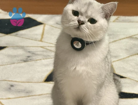 British short hair oğlumuza eş arıyoruz