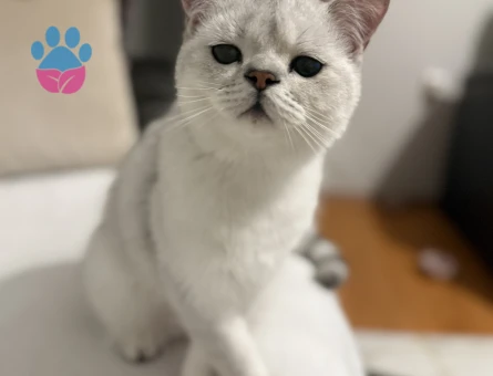 British short hair oğlumuza eş arıyoruz