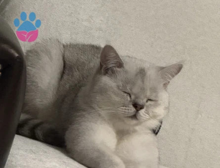 British short hair oğlumuza eş arıyoruz