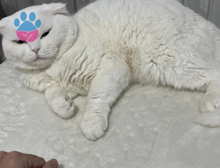 Kedimiz erkek deneyimsiz  eş arıyoruz dişi