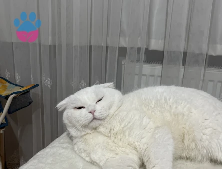 Kedimiz erkek deneyimsiz  eş arıyoruz dişi