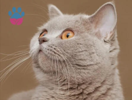 Brıtısh Shorthair Lilac Kedim Eş Arıyor