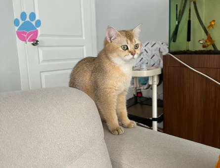 British Shorthair Golden Kedime Aynı Cins Golden Renk Eş Arıyorum