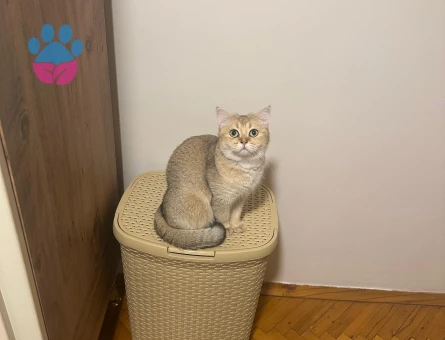 British Shorthair Golden Kedime Aynı Cins Golden Renk Eş Arıyorum